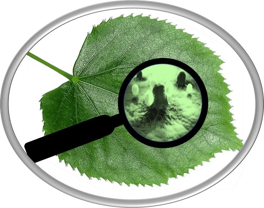 Do plants have immune cells?